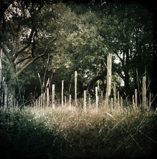 11821615_10153546977839429_2069293835_o