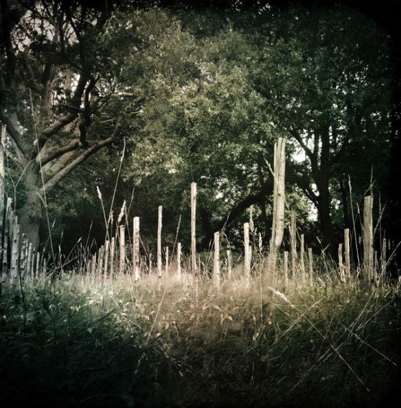 11821615_10153546977839429_2069293835_o